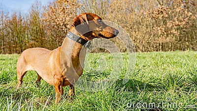 Beautiful dachshund on the green grass looking very attentive Stock Photo