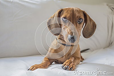 Beautiful dachshund puppy staring at you Stock Photo