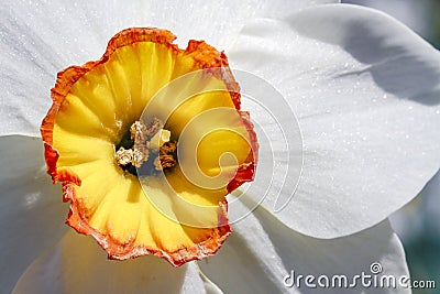 Beautiful Daffodil Closeup - Yellow and Orange Trumpet with White Petals Stock Photo