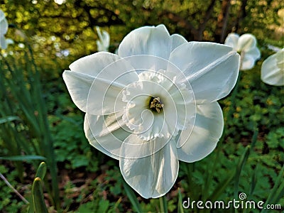 Beautiful narcissus flower blooming in pure white Stock Photo