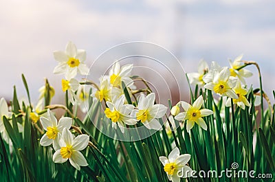 Beautiful daffodil flowers growing in a spring garden Stock Photo