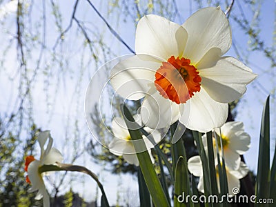 Beautiful daffodil Narcissus flowers close up in a garden in Greece Stock Photo