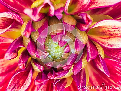 Beautiful Dahlia Bloom Close Up Stock Photo