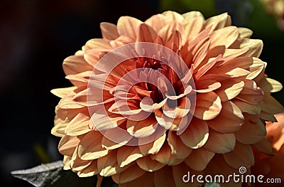 Beautiful Dahlia bloom close-up Stock Photo