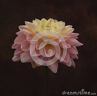 Beautiful dahlia flower in bloom Stock Photo