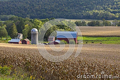Beautiful dairy farm and cornfield Stock Photo
