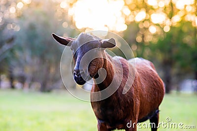 Beautiful dairy goat at sunset with no horns Stock Photo