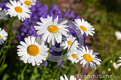 Beautiful daisies are blooming during sunny day on front of violet woodland plant Stock Photo