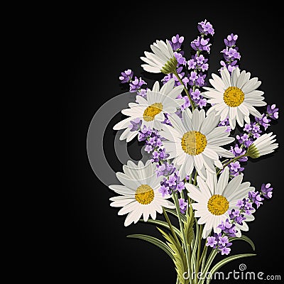 Beautiful daisies and lavender flowers Vector Illustration