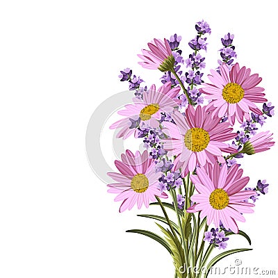 Beautiful daisies and lavender flowers Vector Illustration