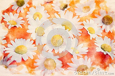 Beautiful daisies on an orange background Stock Photo