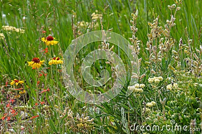 Beautiful daisies and other wildflowers bloom in the summer in a Wyoming meadow Stock Photo