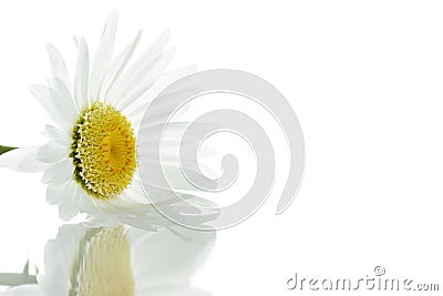 Beautiful daisy Stock Photo