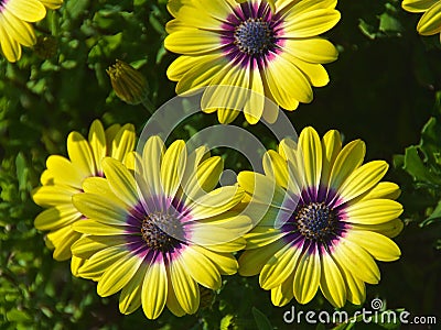 Beautiful daisy bushes in the park Stock Photo