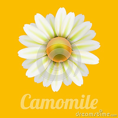 Beautiful daisy flower camomile. Vector Illustration
