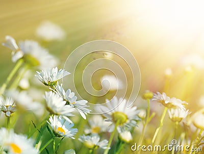 Beautiful daisy flowers bathed in sunlight Stock Photo