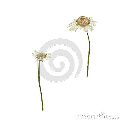 Beautiful daisy flowers hand drawn realisric illustration on white background isolated Cartoon Illustration