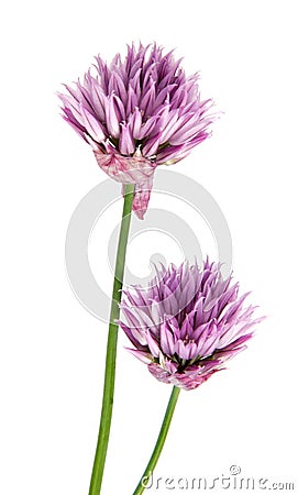 Beautiful daisy flowers isolated on background cutout. Stock Photo