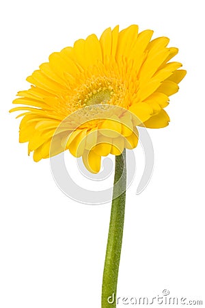 Beautiful daisy gerbera Stock Photo