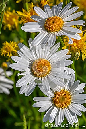Beautiful daisy in a meadow Stock Photo