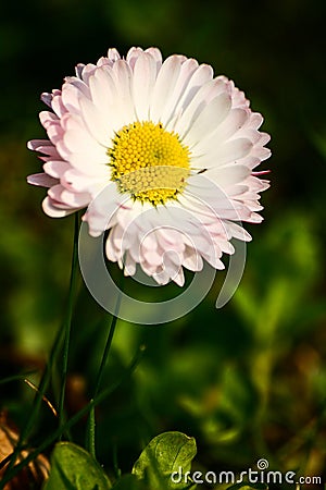 Beautiful daisy on a natural background Stock Photo