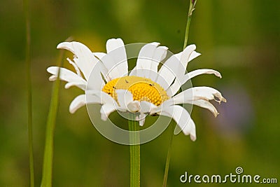 Beautiful daisy on a natural background Stock Photo