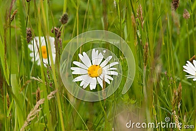 Beautiful daisy on a natural background Stock Photo