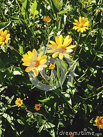 Beautiful Daisy Editorial Stock Photo