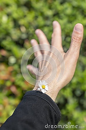 A daisy pokes out of the sleeve of a jacket on a male arm Stock Photo
