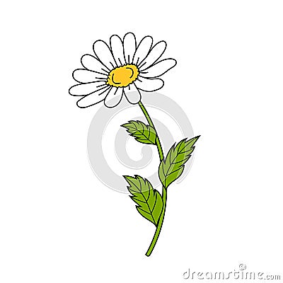 Beautiful daisy on white background. Vector Illustration