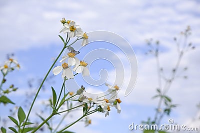 Daisy white flower bloom in nature against blue sky background Stock Photo