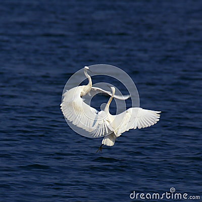 Beautiful dancing Stock Photo