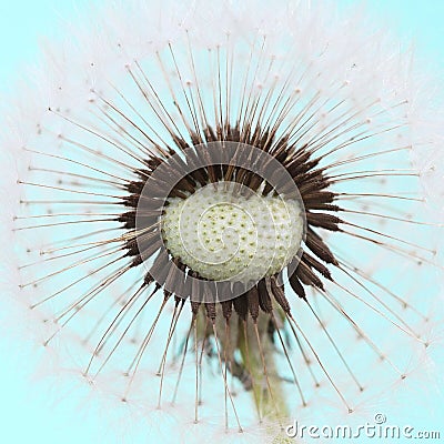 Beautiful Dandelion on blue sky Stock Photo