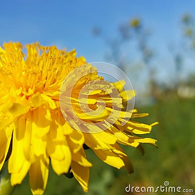 Beautiful Dandelion. Close. Yellow. Stock Photo