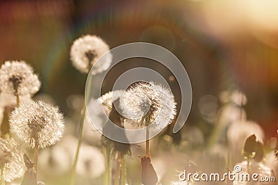 Beautiful dandelion field - dandelion seeds Stock Photo