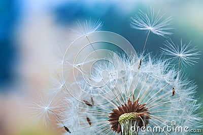 Beautiful dandelion flower with flying feathers on colorful bokeh background. Macro shot of summer nature scene Stock Photo