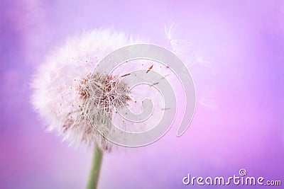 Beautiful dandelion flower with flying feathers on pink color background. Spring or summer nature scene Stock Photo