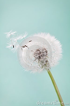 Beautiful dandelion flowers with flying feathers on turquoise background, vintage card Stock Photo