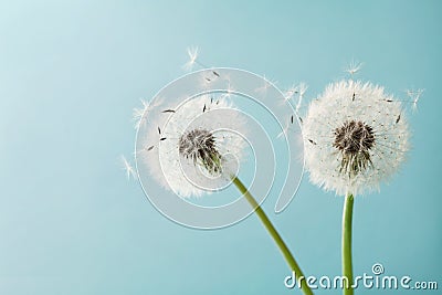 Beautiful dandelion flowers with flying feathers on turquoise background, vintage card Stock Photo