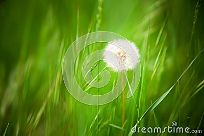 Beautiful dandelion with green grass background Stock Photo