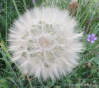 Beautiful dandelion large size waiting for the air to travel Stock Photo