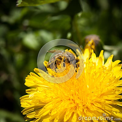 Beautiful dandelion on a natural background Stock Photo