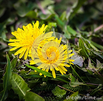 Beautiful dandelion on a natural background Stock Photo