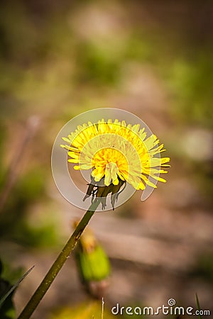 Beautiful dandelion on a natural background Stock Photo