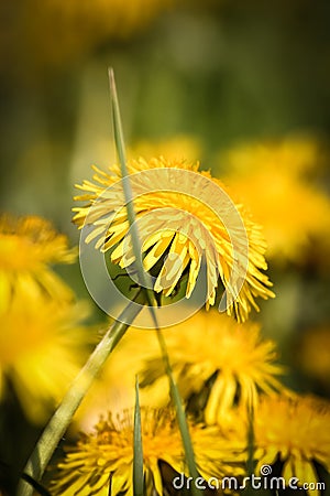 Beautiful dandelion on a natural background Stock Photo