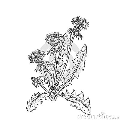 Beautiful dandelions. Vector illustration. Plants and flowers. Vector Illustration