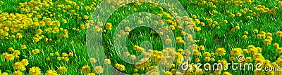 Beautiful dandelions on a wide green meadow Cartoon Illustration