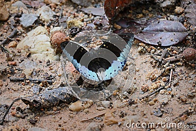 A beautiful dark butterfly with blue stripe, Tanaecia Iapis, resting on a top of national park waterfall stone Stock Photo