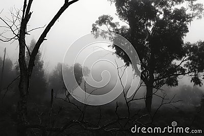 Eucalyptus forest covered by fog in the morning Stock Photo