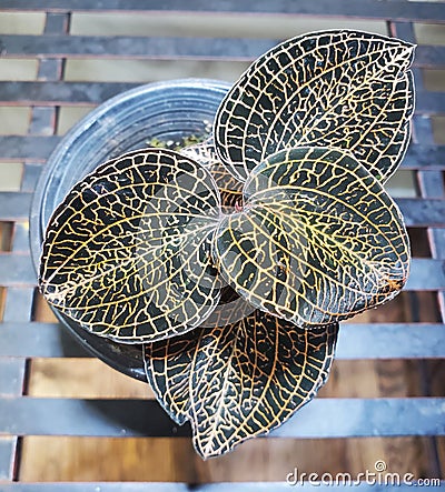 Beautiful dark green lightning leaves of Anoectochilus Hybrid Rose Gold Jewel Orchid Stock Photo